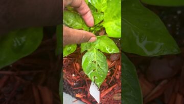 [ID: Gr_02Eyv9S8] Youtube Automatic