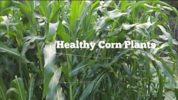 [ID: gTbNJCha0xE] Youtube Automatic