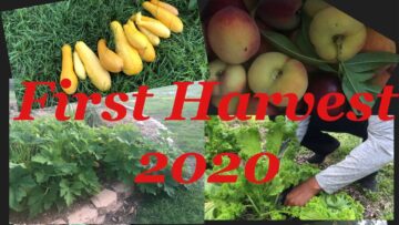 [ID: GTMbKzi4pu0] Youtube Automatic