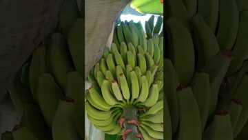 [ID: gtTZ6KOwbr8] Youtube Automatic