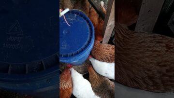 [ID: GUFzEUBsQXc] Youtube Automatic