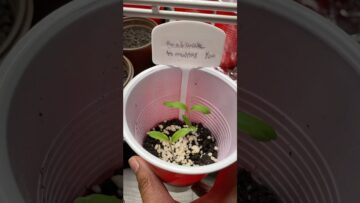 [ID: gux2SB3hRnE] Youtube Automatic