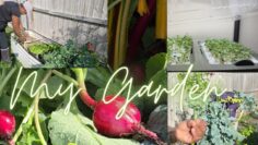 [ID: GvFC3alzMx8] Youtube Automatic