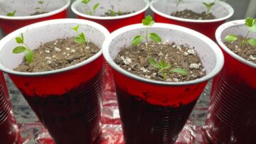 [ID: Gw2sdGcwWnA] Youtube Automatic