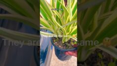 [ID: GYiq4MryU7M] Youtube Automatic