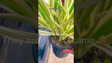 [ID: GYiq4MryU7M] Youtube Automatic