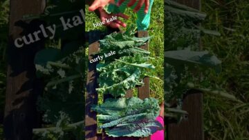 [ID: gYr3-iblBTs] Youtube Automatic