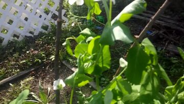 [ID: h-1XkuaKL2c] Youtube Automatic