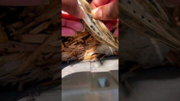 [ID: h-yIKcTDsDA] Youtube Automatic