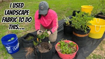 [ID: h1a7Lt0Y61A] Youtube Automatic