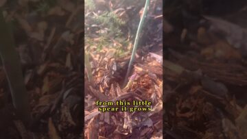 [ID: h1Pnmskztks] Youtube Automatic