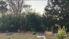 [ID: H39UfN8hKmY] Youtube Automatic