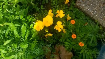 [ID: h64VxSvNDJ0] Youtube Automatic