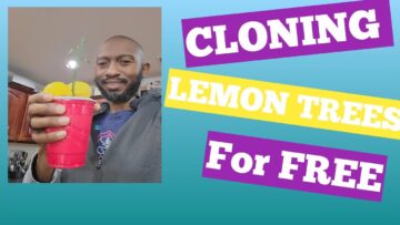 [ID: _haNOYs6kQM] Youtube Automatic