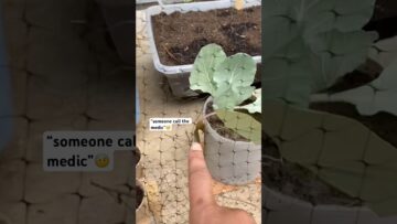 [ID: hbvsRHsq1WA] Youtube Automatic