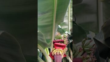 [ID: HcWypwu5L0Q] Youtube Automatic