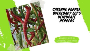 [ID: HFD2pQBpji8] Youtube Automatic