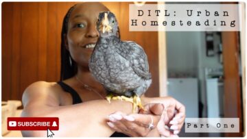 [ID: hfEWveYc768] Youtube Automatic