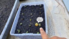 [ID: HH877qJ1z7w] Youtube Automatic