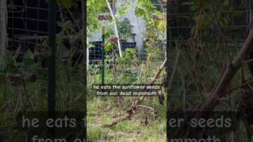 [ID: HhuP6JULqUM] Youtube Automatic