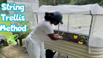 [ID: HjCiTArxsPE] Youtube Automatic