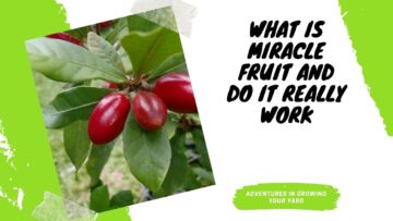 [ID: hN9VdEuMK_U] Youtube Automatic