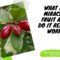 Miracle Berry Fruit And How It Work
