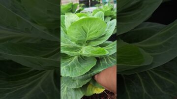 [ID: HnDx9QhLZyo] Youtube Automatic