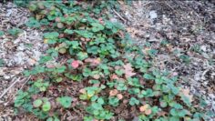 [ID: HoXndO3dPJQ] Youtube Automatic