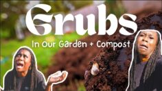 [ID: HqriHFSPVfk] Youtube Automatic