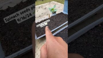 [ID: HTWeRgvedx4] Youtube Automatic