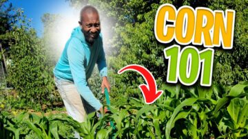 [ID: hWLFj399EOE] Youtube Automatic