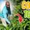 How to Grow Corn at Home? #growingcorn #sweetcorn  #organicgardening