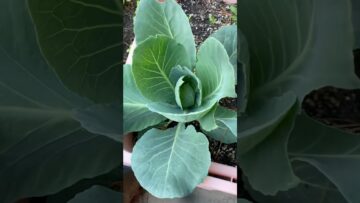 [ID: hYmqiLZln14] Youtube Automatic