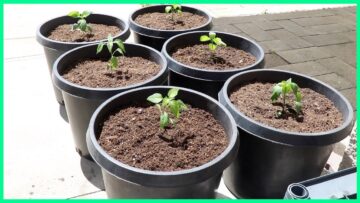 [ID: i-klI_gSNVU] Youtube Automatic