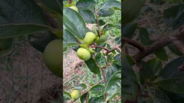 [ID: I_1pxpQqKxQ] Youtube Automatic