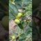 Fuyu Persimmon Tree Update #persimmontree #fruittree #growyouownfood
