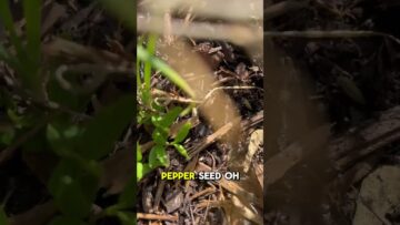 [ID: iAP_elrQFIE] Youtube Automatic