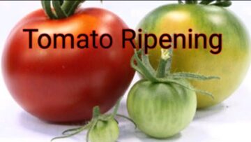 [ID: iBjwpe-2duA] Youtube Automatic