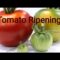 Satisfying Tomato Ripening/Taste Test #Tomato