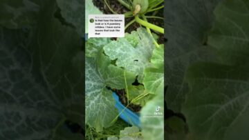 [ID: IDIxkjB10-c] Youtube Automatic