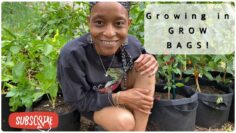 [ID: iErzu9td6Jg] Youtube Automatic