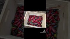 [ID: IET458P5UMs] Youtube Automatic