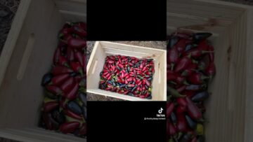 [ID: IET458P5UMs] Youtube Automatic