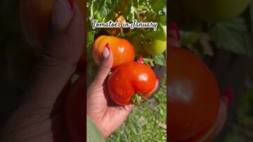 [ID: iHl0ySJmaDA] Youtube Automatic