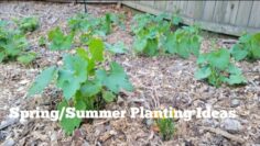 [ID: -Ii3V58c2A4] Youtube Automatic