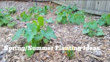 [ID: -Ii3V58c2A4] Youtube Automatic