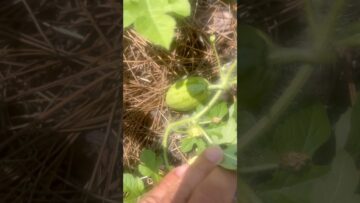 [ID: ijwW5oeC-1k] Youtube Automatic