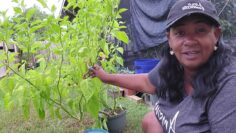 [ID: iLbmxKqYYXQ] Youtube Automatic