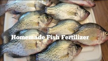 [ID: IM7AvHrR_6U] Youtube Automatic